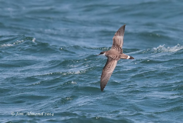 Great Shearwater Scilly Pelagic10 8 14 IMG_3682